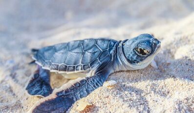 Qatar Concludes 2026 Hawksbill Sea Turtle Nesting Season With Continued Conservation Efforts